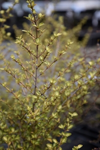 Coprosma Beatson's Gold